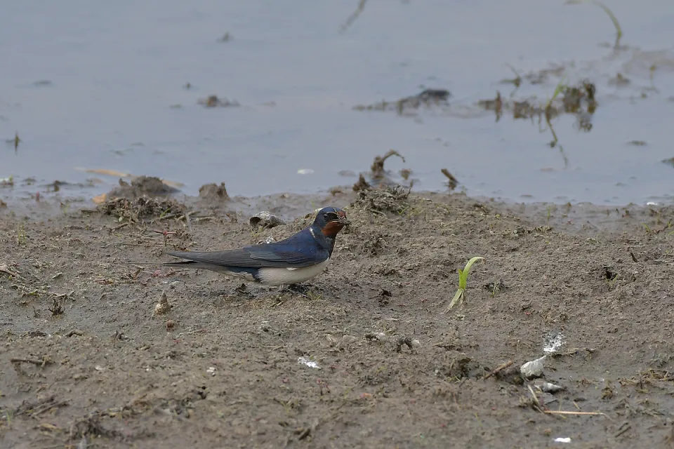 Hirundo rustica