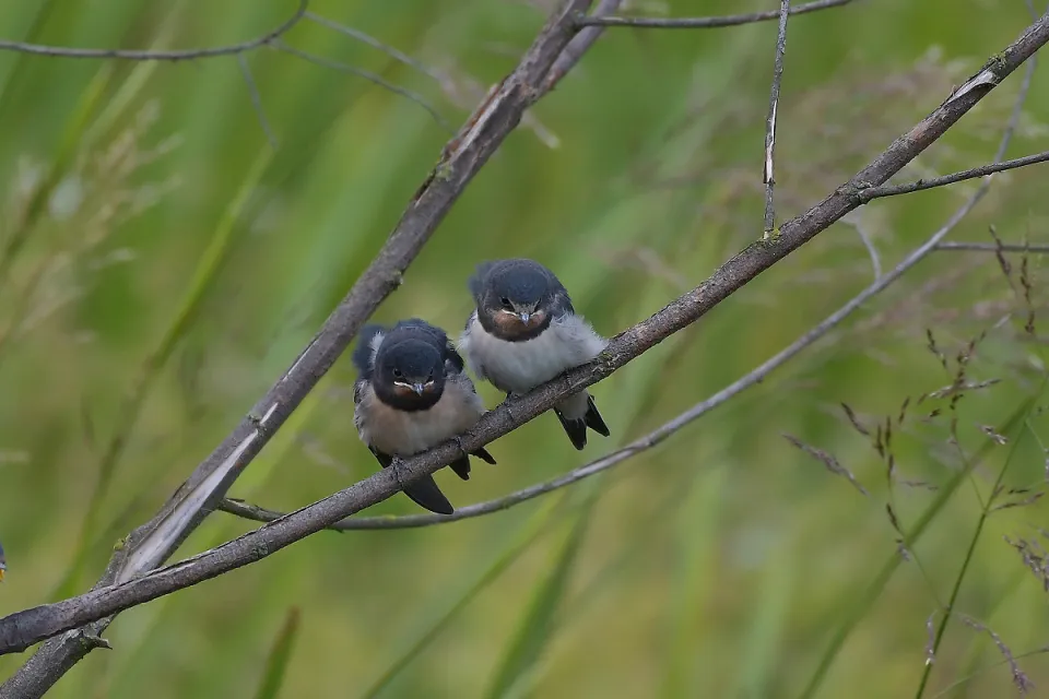 Hirundo rustica