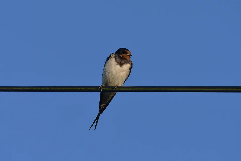 Hirundo rustica