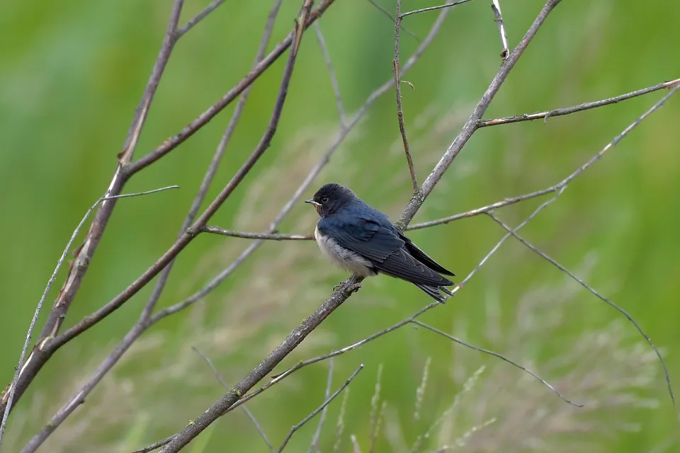 Hirundo rustica