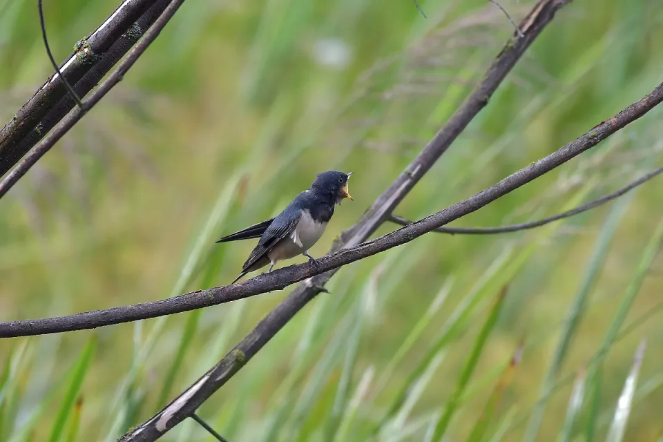 Hirundo rustica