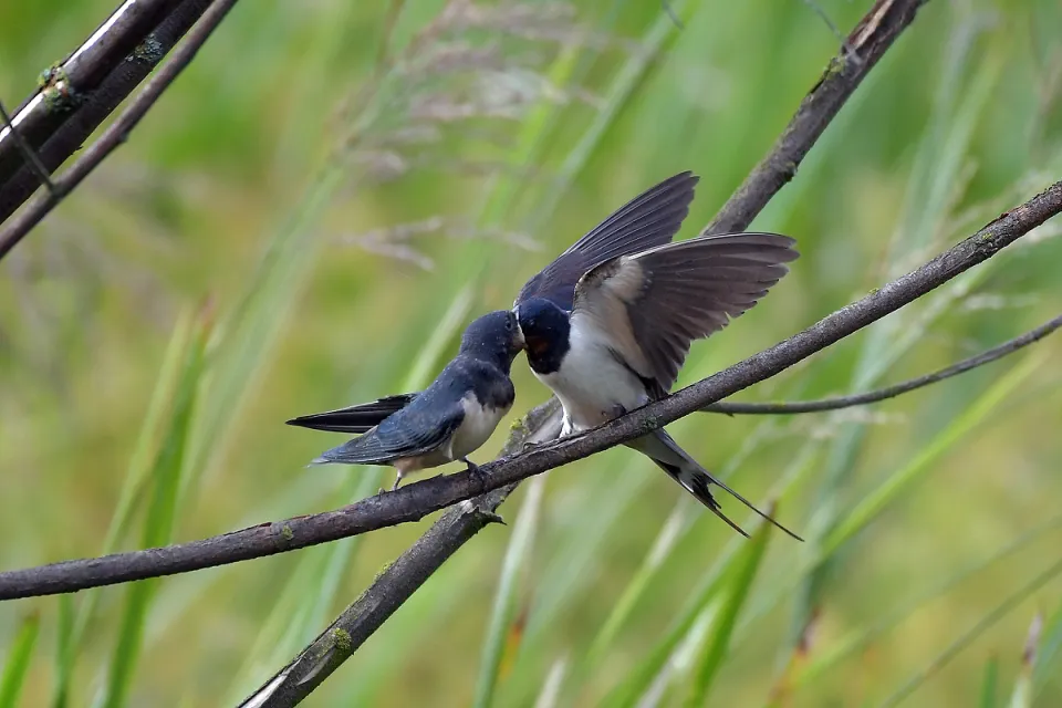 Hirundo rustica