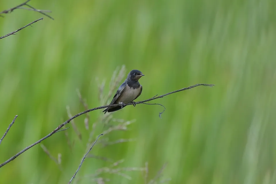 Hirundo rustica