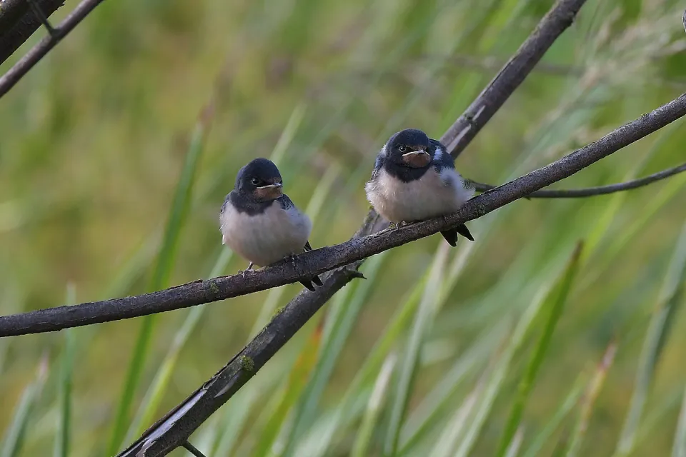 Hirundo rustica