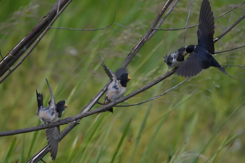 Hirundo rustica