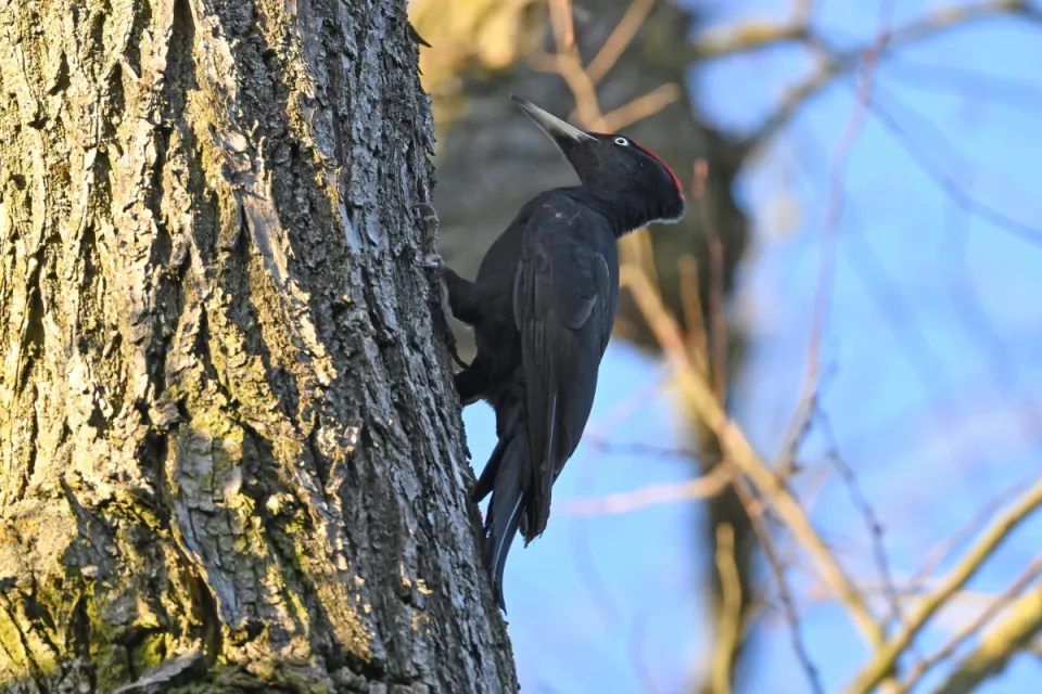 Dryocopus martius
