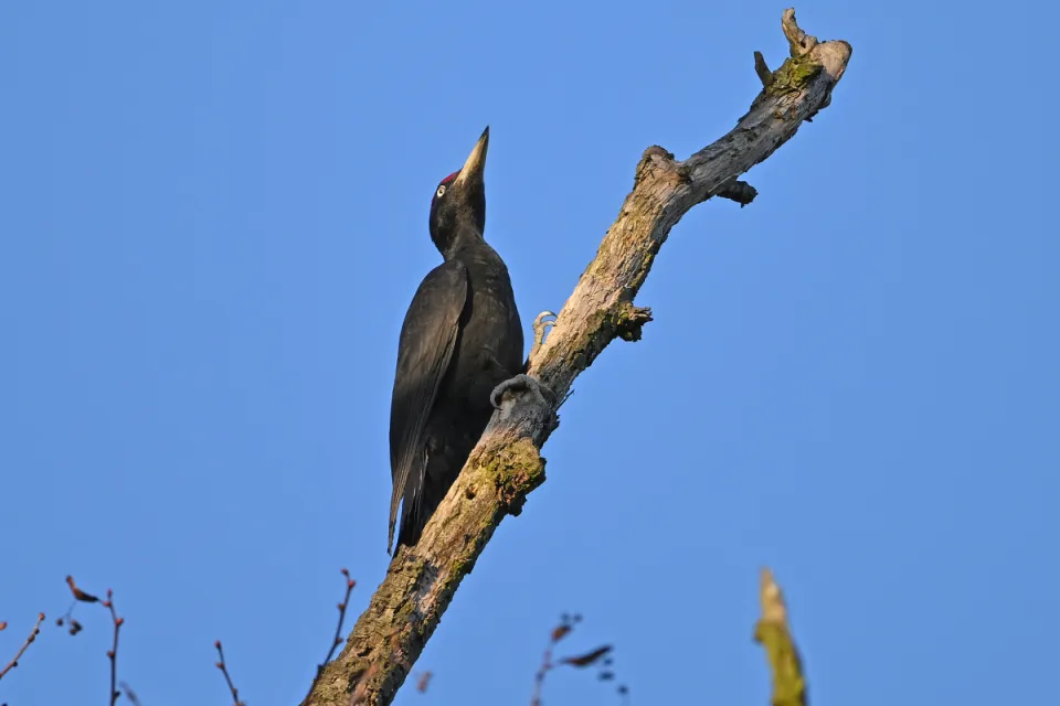 Dryocopus martius
