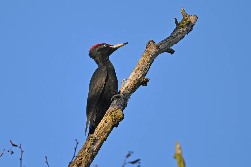 Dryocopus martius
