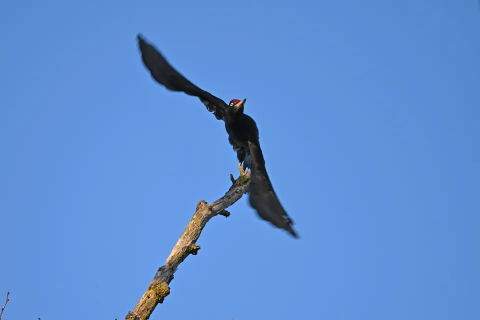 Dryocopus martius