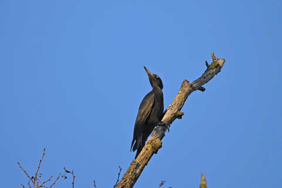 Dryocopus martius