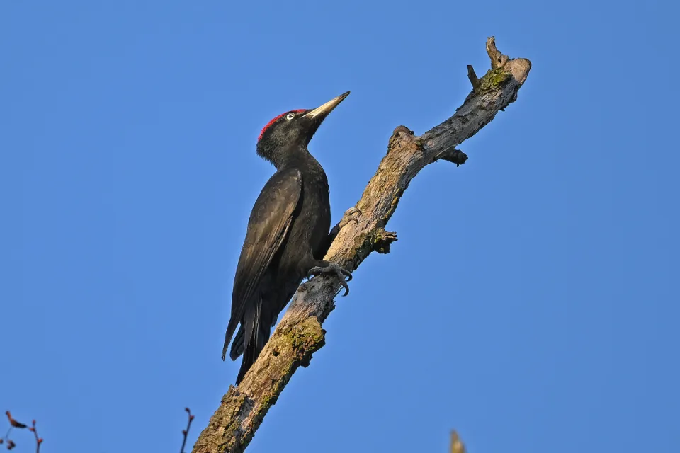Dryocopus martius