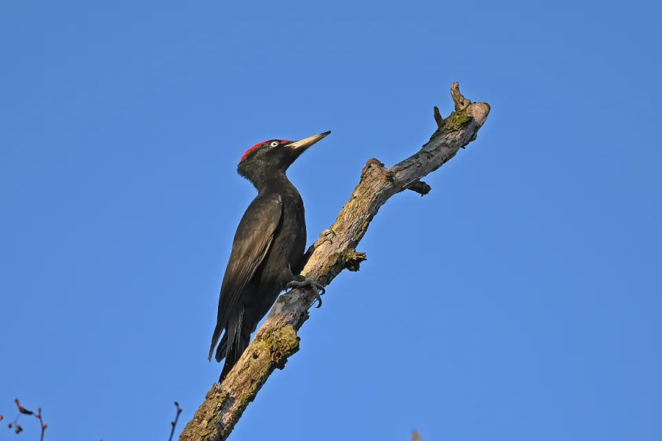 Dryocopus martius