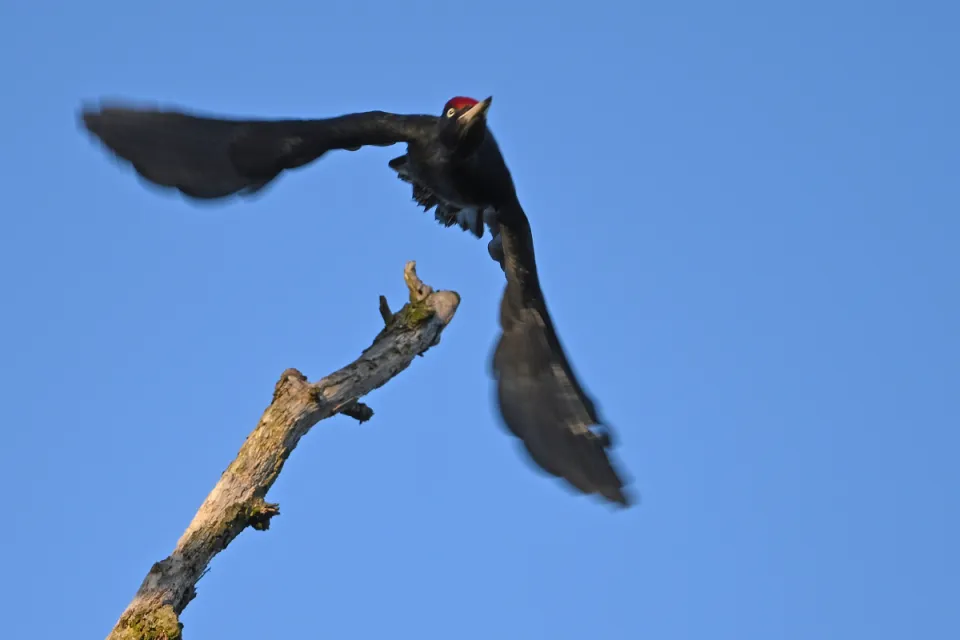 Dryocopus martius