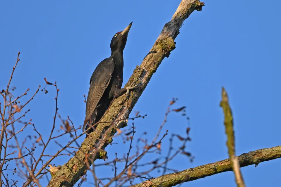 Dryocopus martius