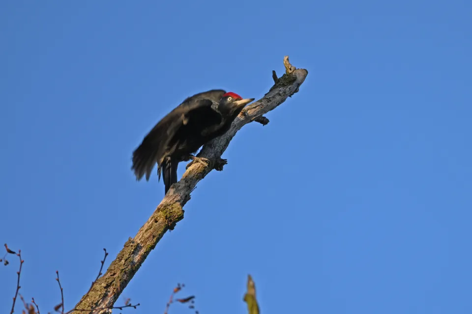 Dryocopus martius