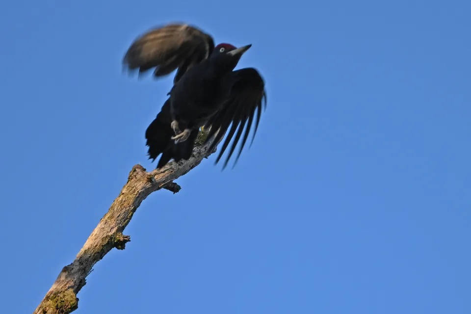 Dryocopus martius
