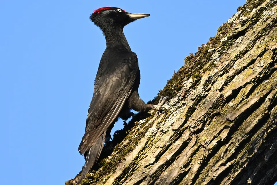 Dryocopus martius