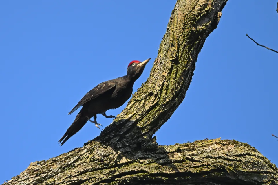 Dryocopus martius