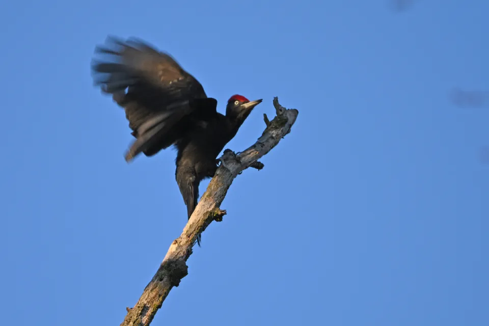 Dryocopus martius
