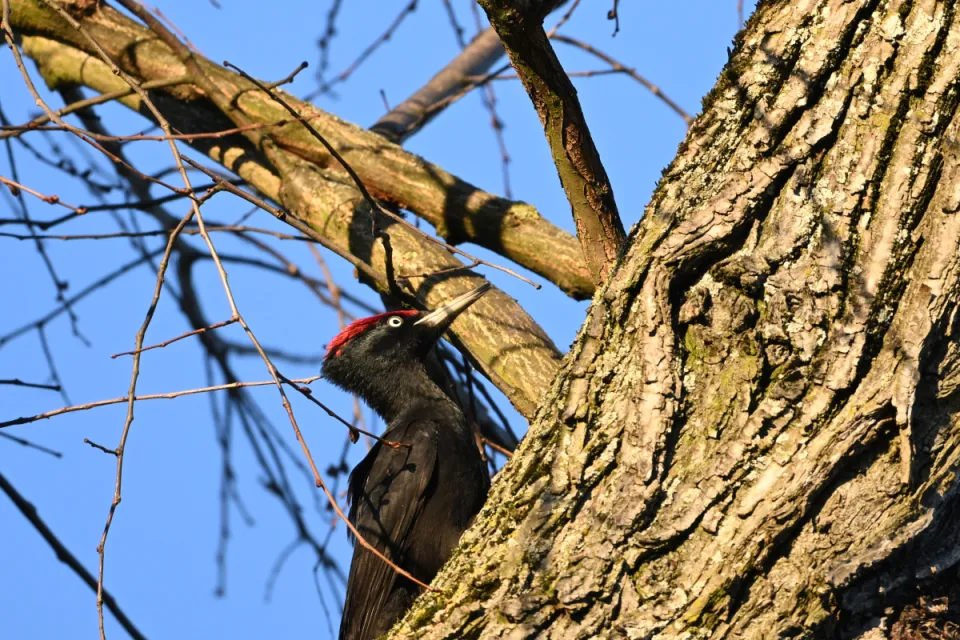 Dryocopus martius