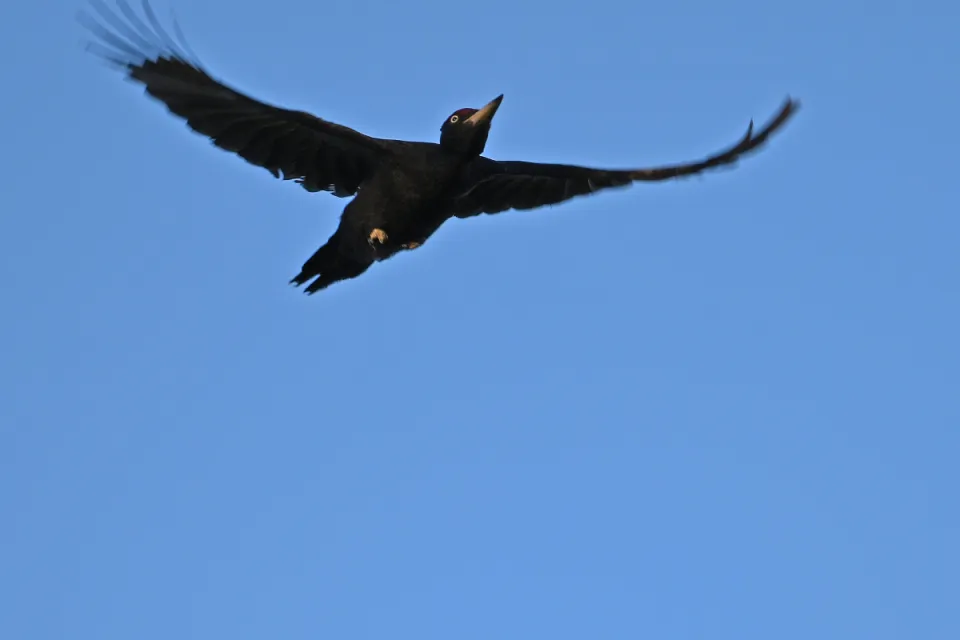 Dryocopus martius