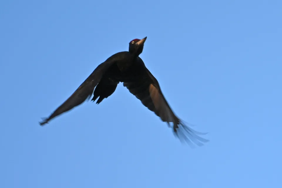 Dryocopus martius
