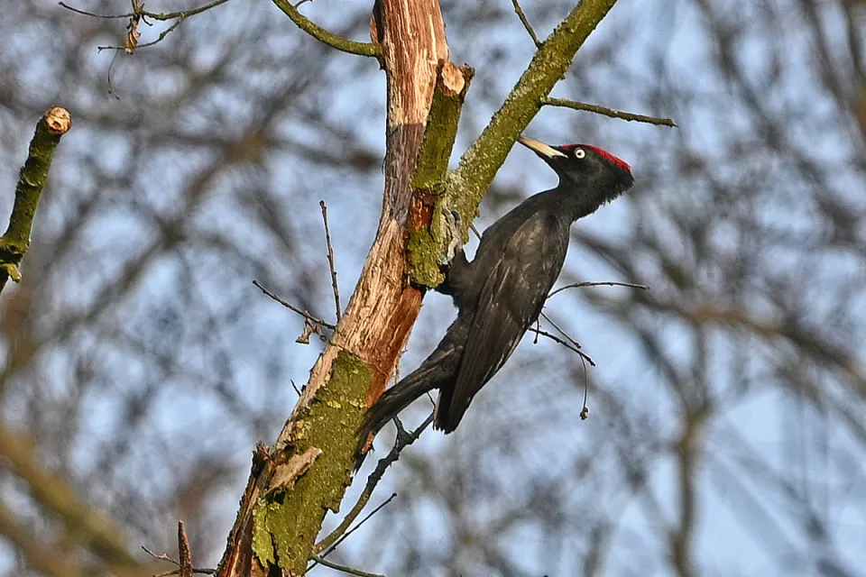 Dryocopus martius