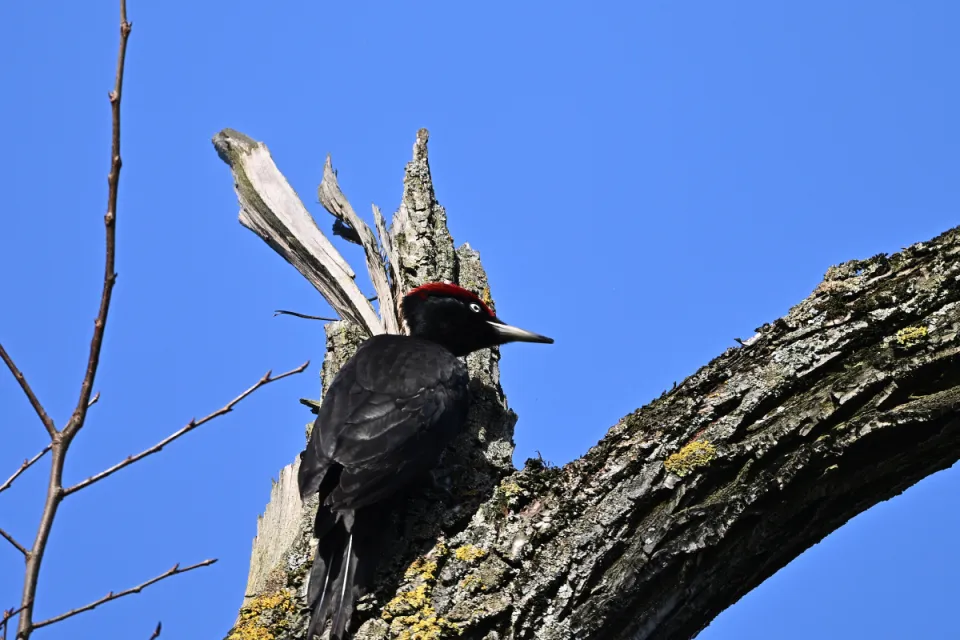 Dryocopus martius