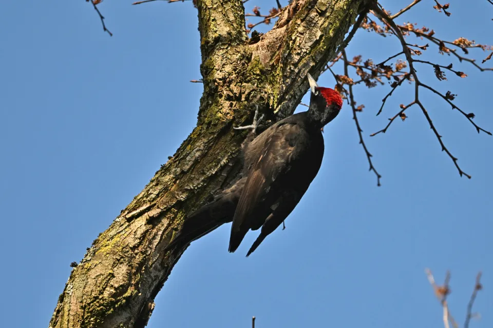 Dryocopus martius
