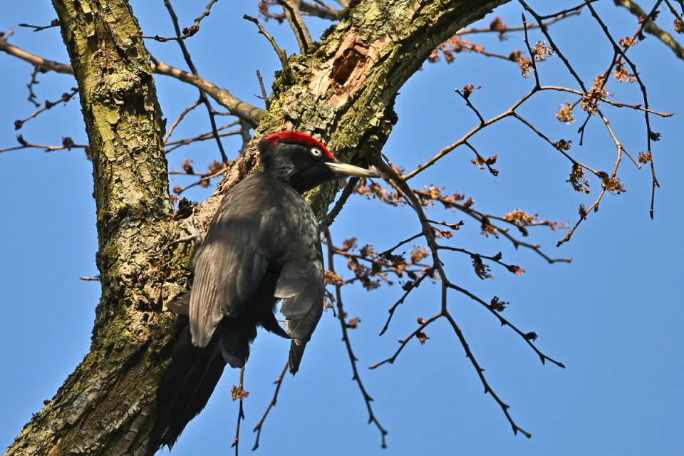 Dryocopus martius