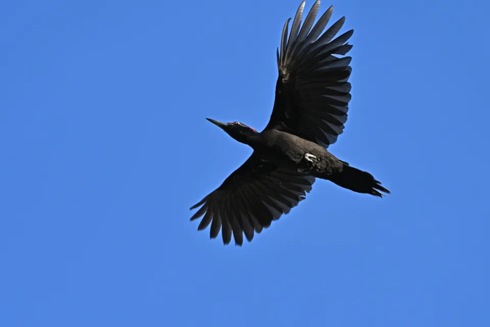 Dryocopus martius