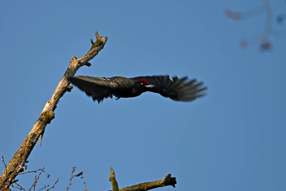 Dryocopus martius