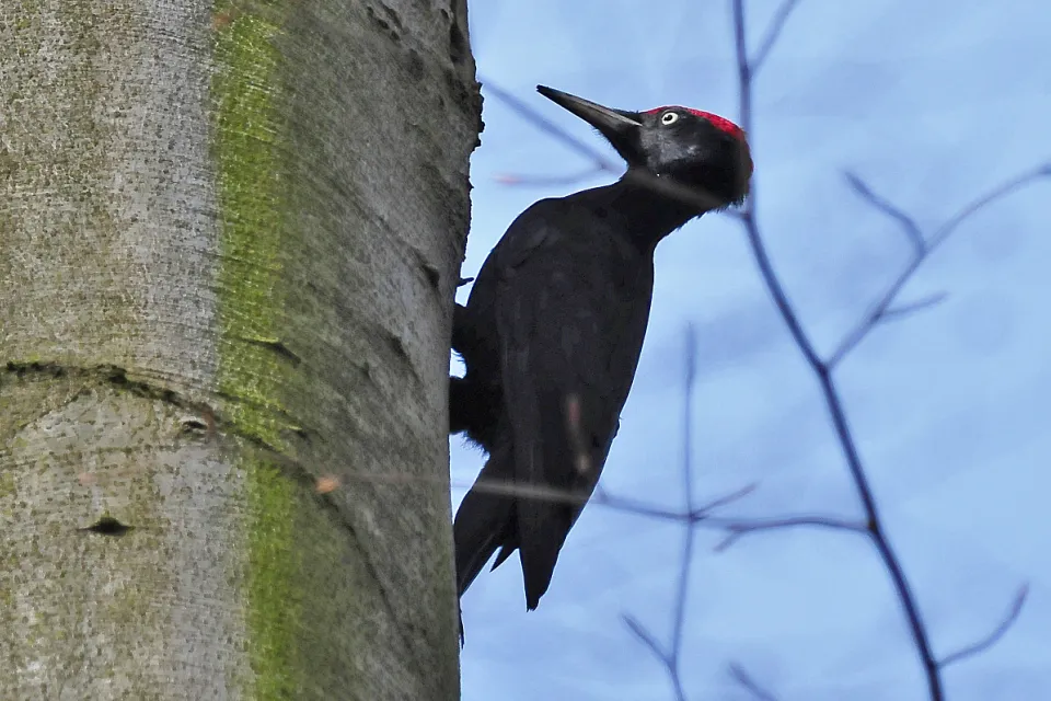 Dryocopus martius