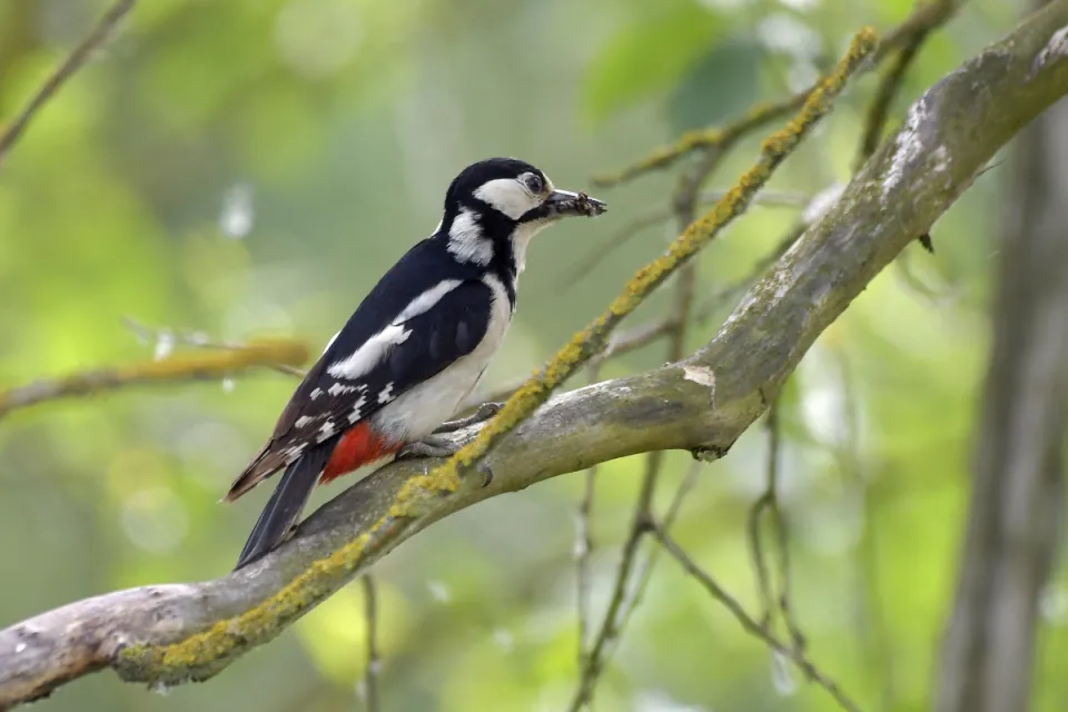 Dendrocopos major