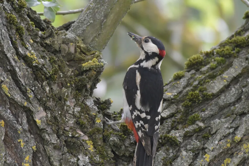 Dendrocopos major
