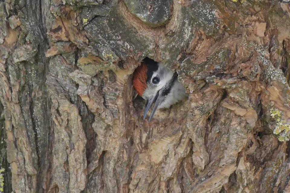 Dendrocopos major