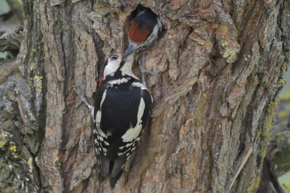 Dendrocopos major