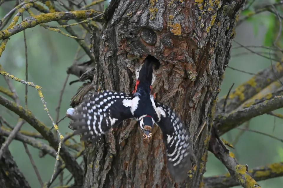 Dendrocopos major
