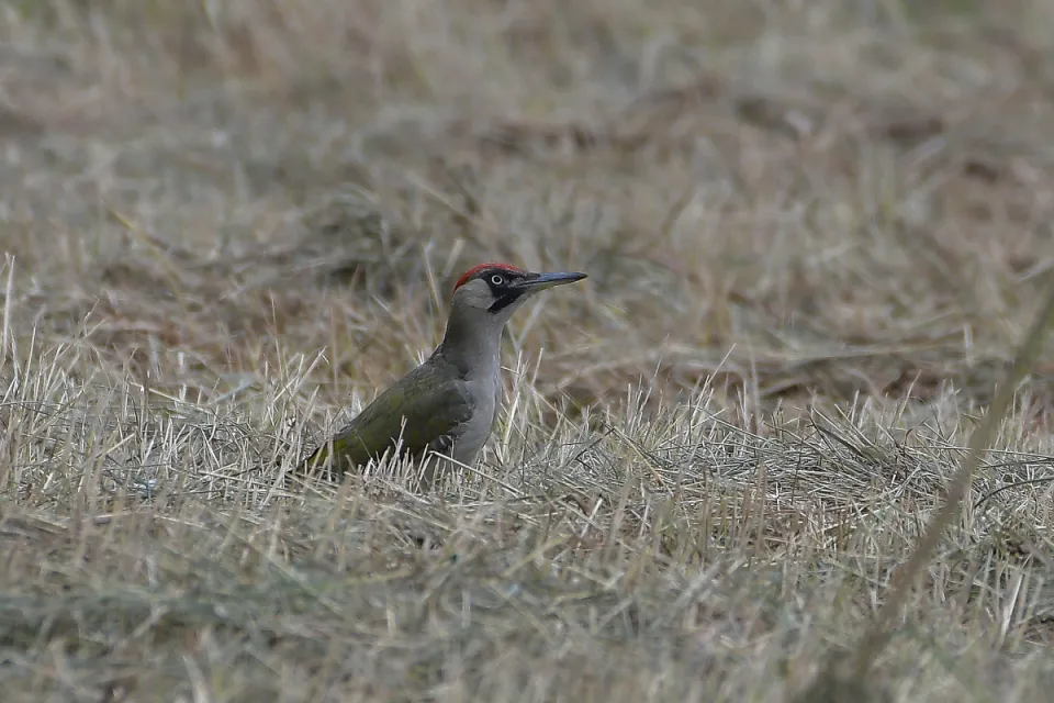 Picus viridis