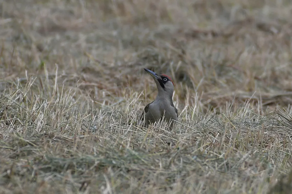 Picus viridis