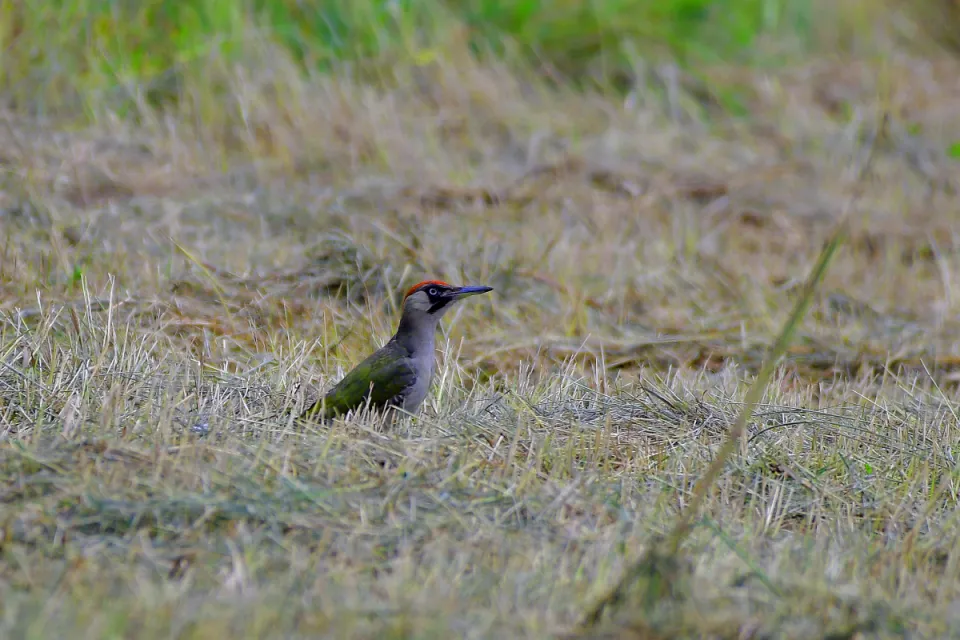 Picus viridis