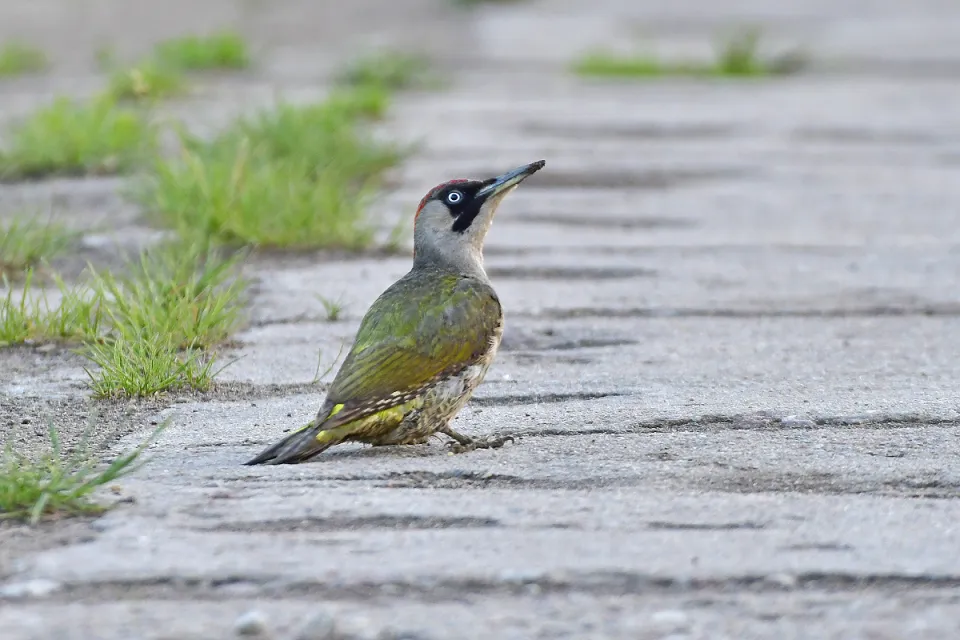 Picus viridis