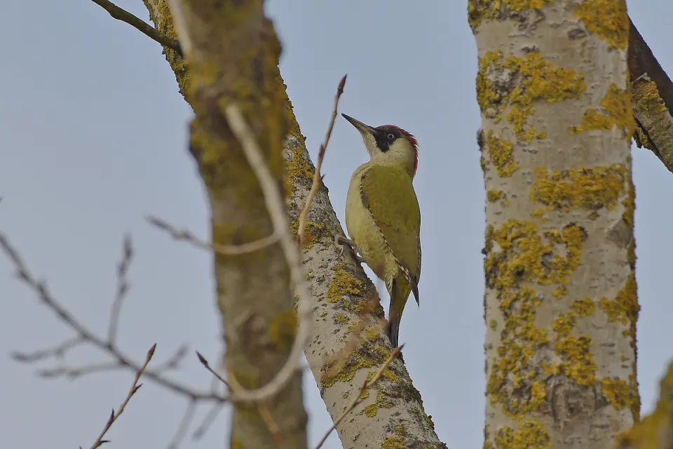 Picus viridis