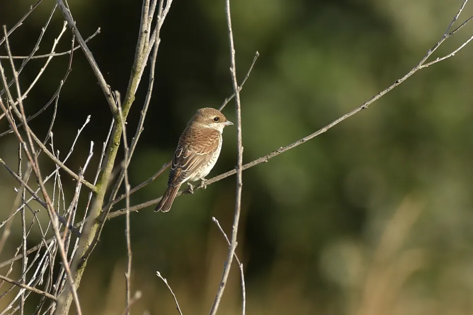 Lanius collurio
