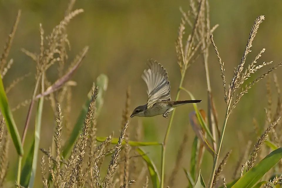 Lanius collurio