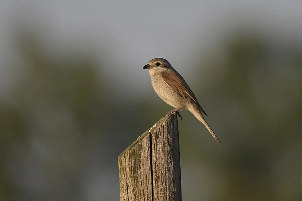 Lanius collurio