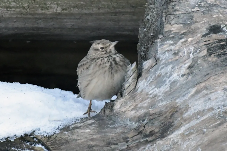 Galerida cristata