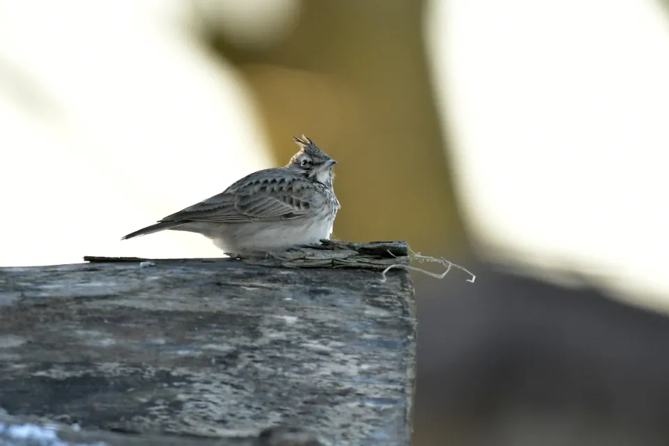 Galerida cristata