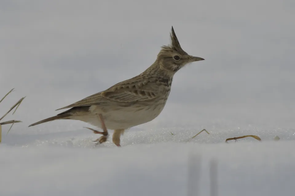 Galerida cristata