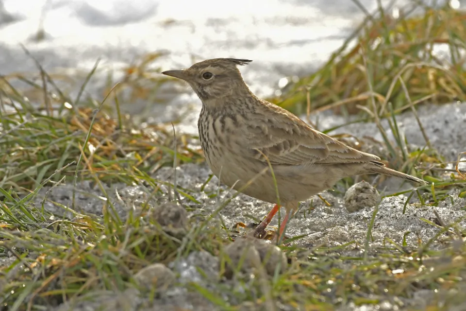 Galerida cristata